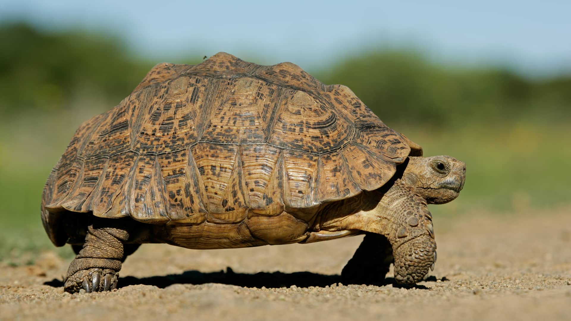 The Tortoise Release Method: Why Slow and Steady Beats Rapid Release ...